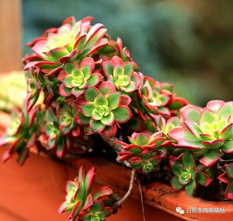 種法師多肉用什么土_多肉法師適合什么土質_多肉法師用什么土種比較好