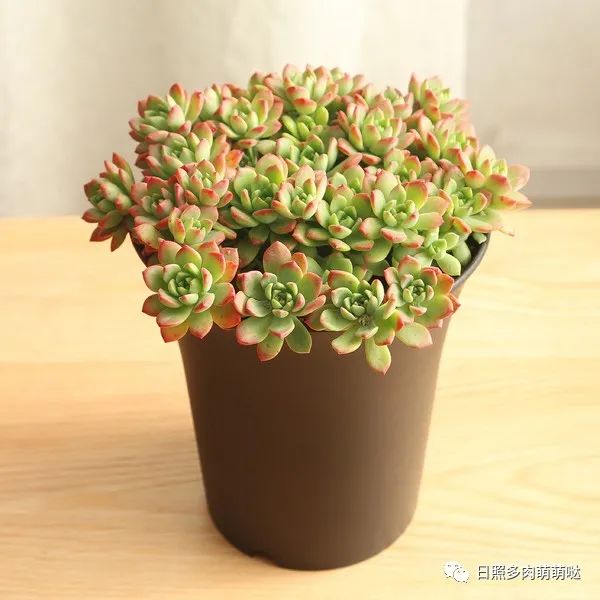 種法師多肉用什么土_多肉法師用什么土種比較好_多肉法師適合什么土質