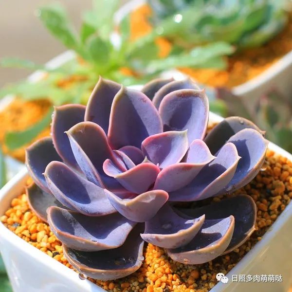 多肉法師適合什么土質_多肉法師用什么土種比較好_種法師多肉用什么土