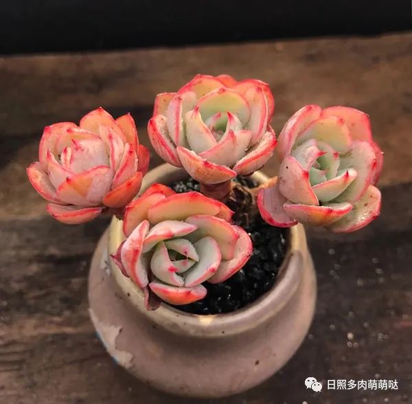 種法師多肉用什么土_多肉法師用什么土種比較好_多肉法師適合什么土質