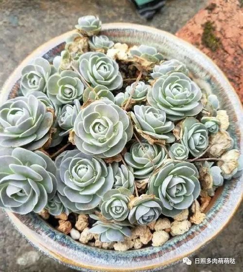 多肉法師適合什么土質_多肉法師用什么土種比較好_種法師多肉用什么土