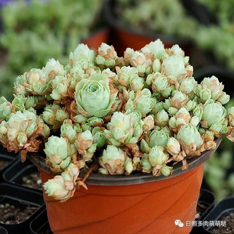 種法師多肉用什么土_多肉法師適合什么土質_多肉法師用什么土種比較好