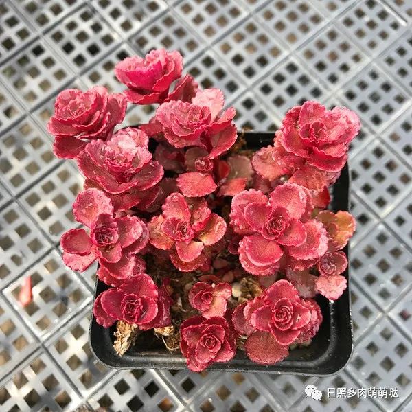 多肉法師適合什么土質_種法師多肉用什么土_多肉法師用什么土種比較好