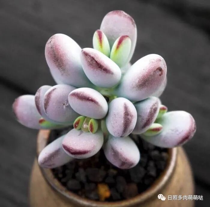 種法師多肉用什么土_多肉法師適合什么土質_多肉法師用什么土種比較好