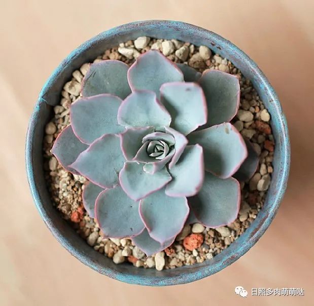 種法師多肉用什么土_多肉法師適合什么土質_多肉法師用什么土種比較好