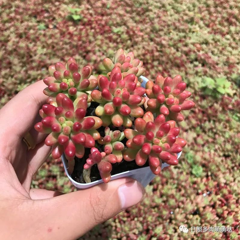 多肉法師用什么土種比較好_種法師多肉用什么土_多肉法師適合什么土質