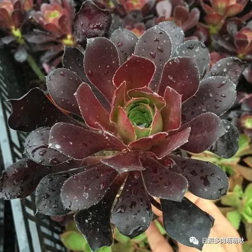 種法師多肉用什么土_多肉法師用什么土種比較好_多肉法師適合什么土質