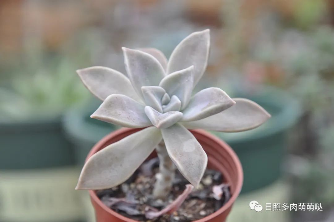 多肉法師用什么土種比較好_多肉法師適合什么土質_種法師多肉用什么土