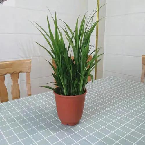 招財(cái)綠植放家里好不好_家里放什么綠植招財(cái)_招財(cái)綠植放家里好嗎