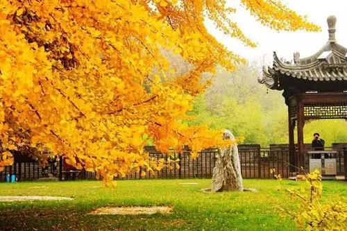 招財(cái)綠植放家里好嗎_家里放什么綠植招財(cái)_招財(cái)綠植放家里好不好