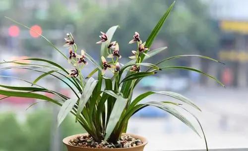 家里放什么綠植招財(cái)_招財(cái)綠植放家里好嗎_招財(cái)綠植放家里好不好