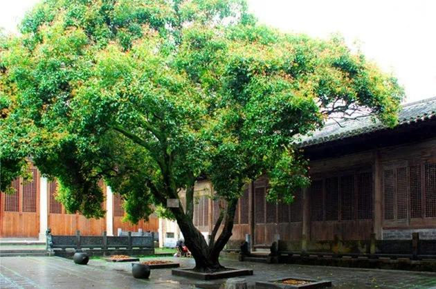 家里放什么綠植招財(cái)_招財(cái)綠植放家里好不好_招財(cái)綠植放家里好嗎