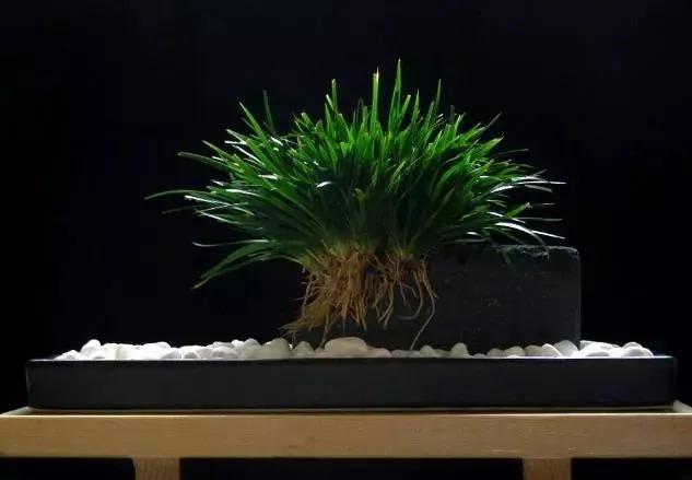 家里放什么綠植招財(cái)_招財(cái)綠植放家里好嗎_招財(cái)綠植放家里好不好