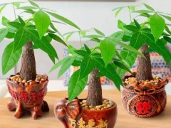 家里萬(wàn)萬(wàn)要放這幾種旺財(cái)植物，有錢(qián)人都知道，預(yù)示年頭旺到年尾！
