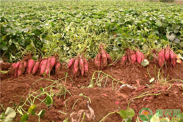 紅薯農藥_農藥紅薯寶寶的作用_農藥紅薯鑒別