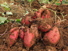 2023年紅薯價格多少錢一斤？紅薯種植利潤如何？