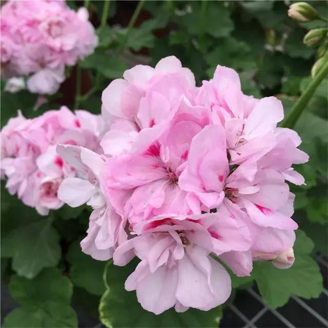 秋天適合種的綠植_適合秋天種的綠植_秋天種綠植適合什么花