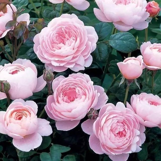 秋天適合種的綠植_秋天種綠植適合什么花_適合秋天種的綠植