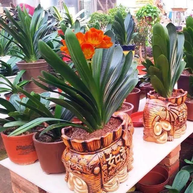 秋天適合種的綠植_秋天種綠植適合什么花_適合秋天種的綠植