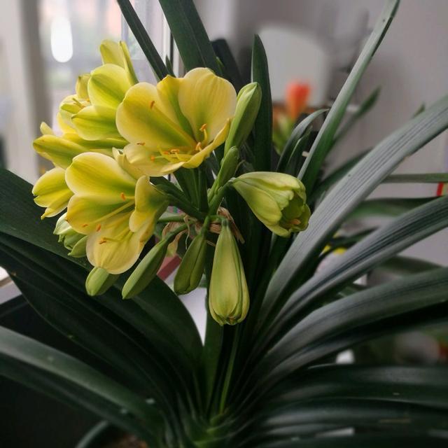 秋天種綠植適合什么花_秋天適合種的綠植_適合秋天種的綠植