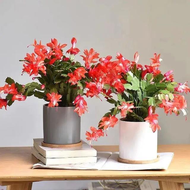 秋天種綠植適合什么花_適合秋天種的綠植_秋天適合種的綠植