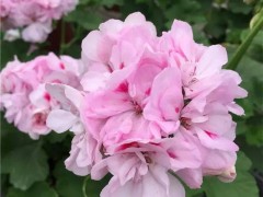 適合秋天養的7種花，好養易活，只要環境合適，愛開花，花期長