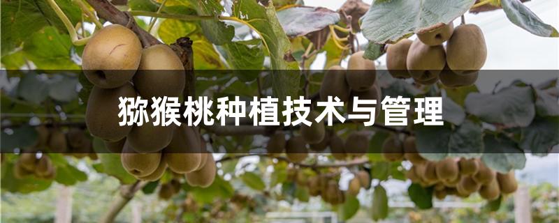 適合種植獼猴桃的地區_獼猴桃適合在哪些地方種植_獼猴桃種植地域要求