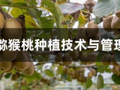 獼猴桃種植技術(shù)與管理