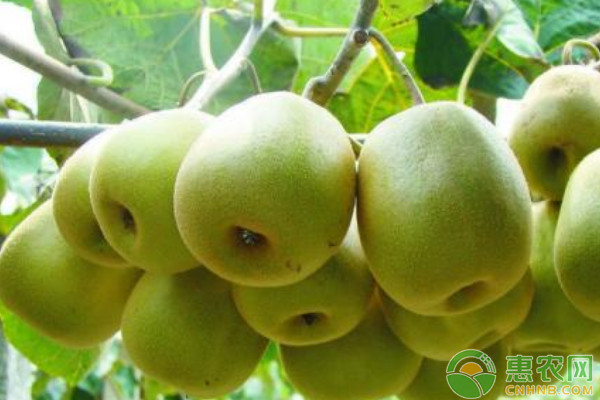 種植獼猴桃管理技術(shù)要點_種植獼猴桃管理技術(shù)視頻_獼猴桃種植技術(shù)與管理