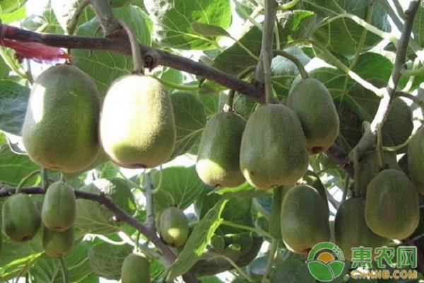 種植獼猴桃管理技術(shù)視頻_獼猴桃種植技術(shù)與管理_種植獼猴桃管理技術(shù)要點