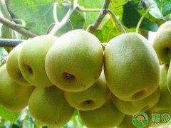 獼猴桃的種植技術(shù)與管理方法