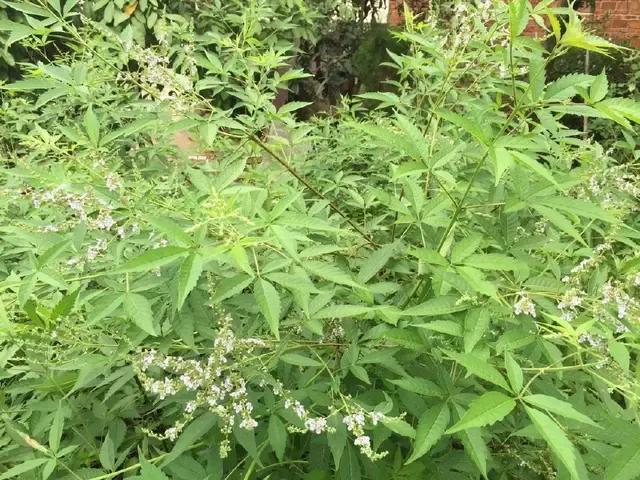 藥材種子在哪里購買_各種藥材種子_藥材種子價格表