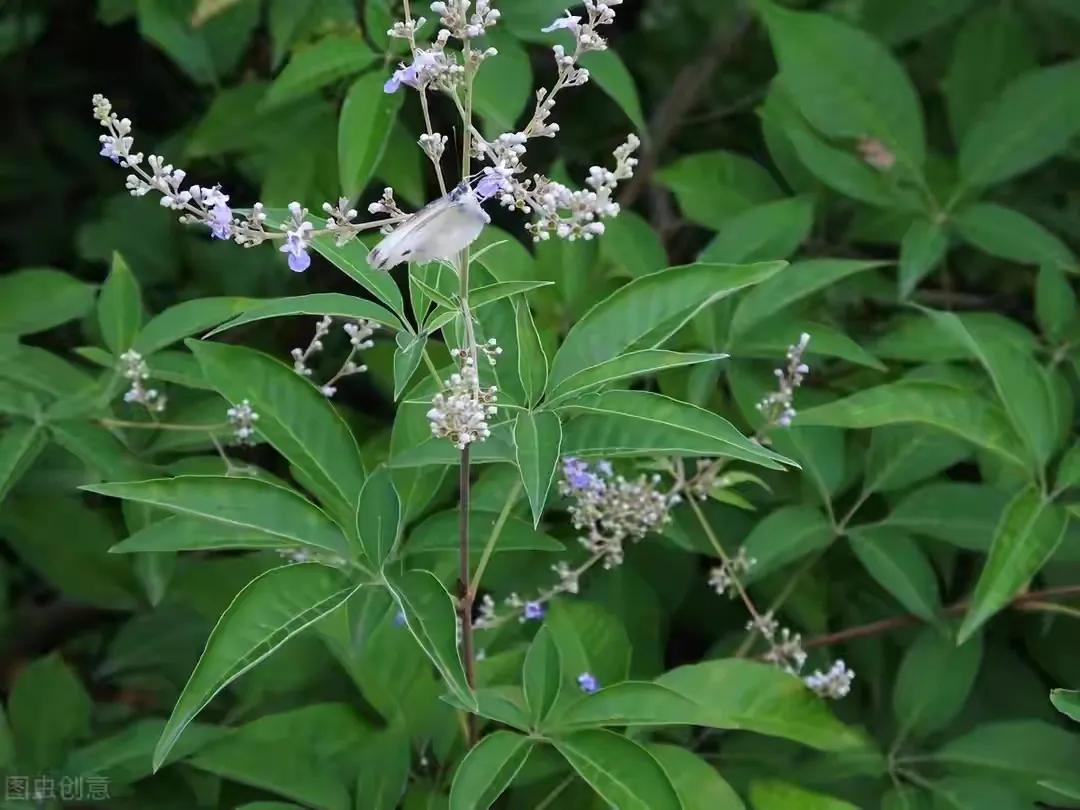 藥材種子在哪里購買_藥材種子價格表_各種藥材種子