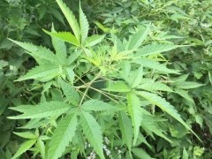 屋旁常見的植物，嫩葉是茶，根可煲湯，種子做枕頭，燒成灰也是寶