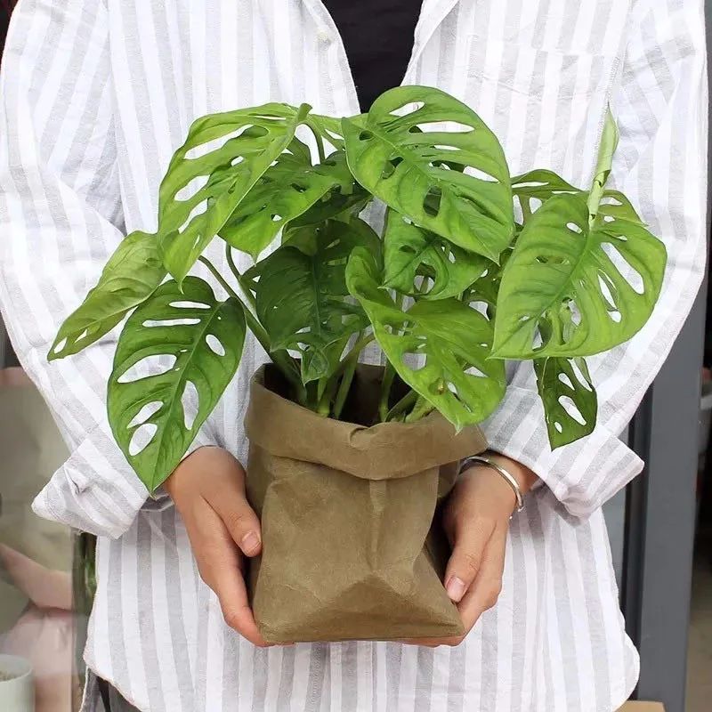 家里種綠植有什么講究_家里種綠植的好處_家里種什么綠植