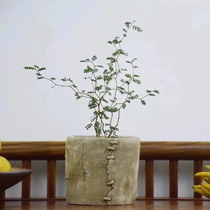 家里種綠植有什么講究_家里種綠植的好處_家里種什么綠植