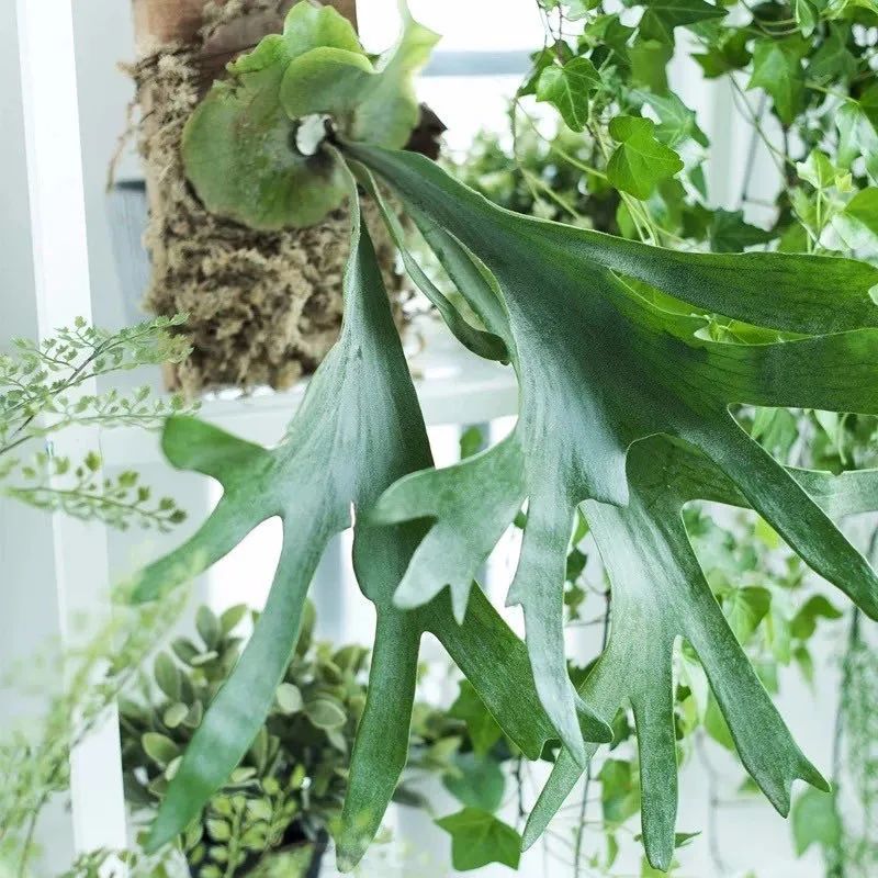 家里種什么綠植_家里種綠植的好處_家里種綠植有什么講究