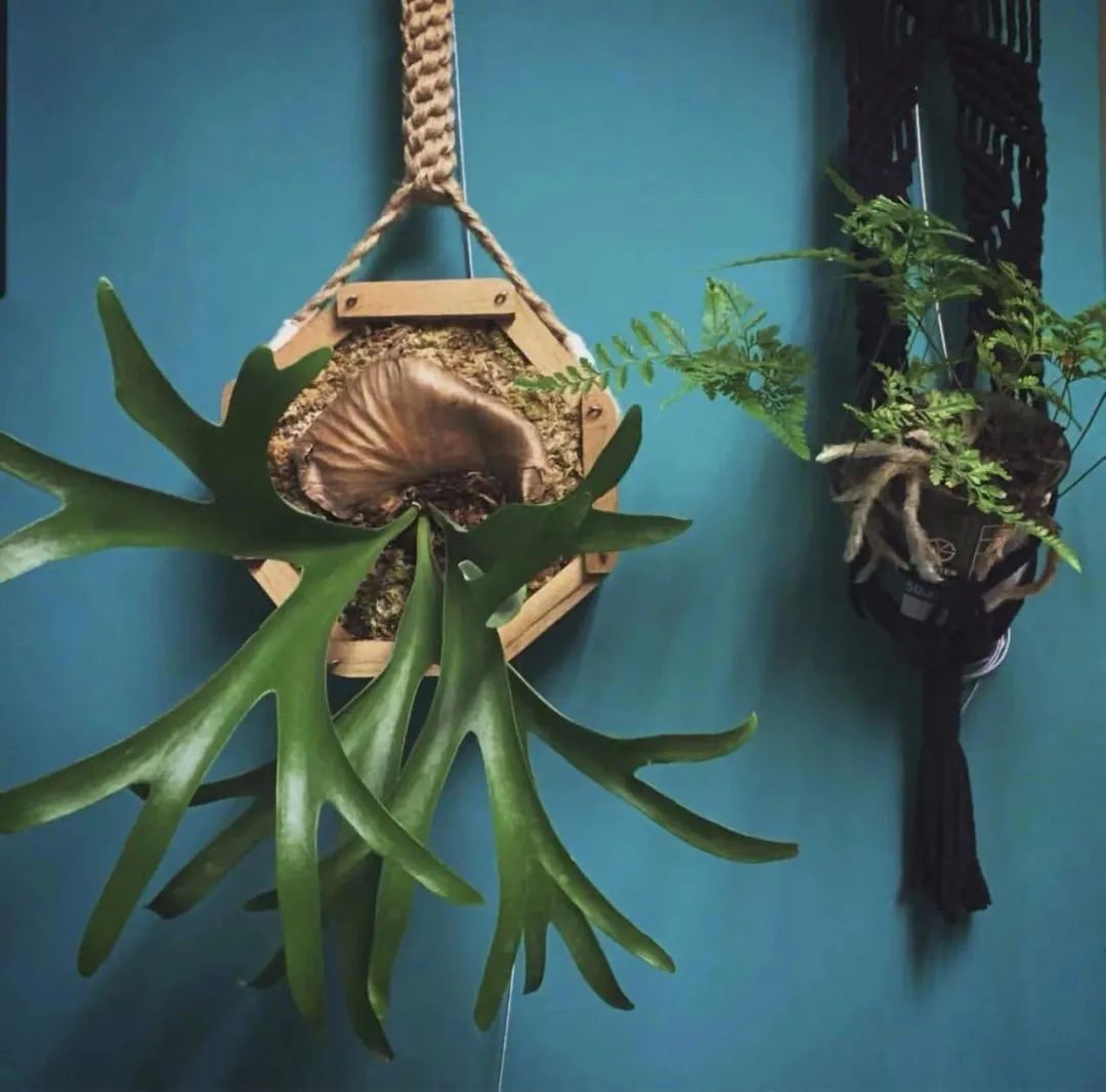 家里種綠植有什么講究_家里種什么綠植_家里種綠植的好處