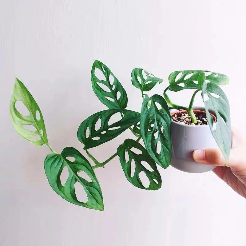 家里種什么綠植_家里種綠植有什么講究_家里種綠植的好處