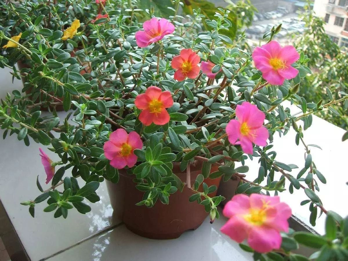 種植綠植時候好養活嗎_栽種綠植_綠植什么時候種植最好