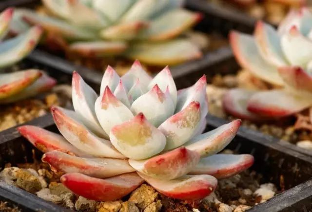 栽種綠植_種植綠植時候好養活嗎_綠植什么時候種植最好