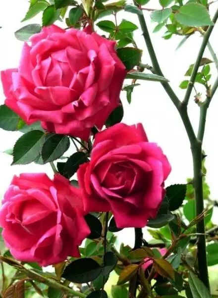 栽種綠植_綠植什么時候種植最好_種植綠植時候好養活嗎