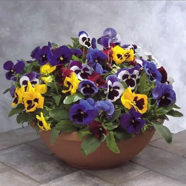 綠植什么時候種植最好_種植綠植時候好養活嗎_栽種綠植