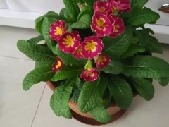 開春適合種什么綠植？