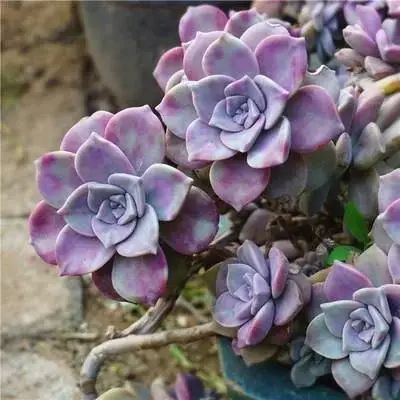 曬植物太陽多肉要曬嗎_曬植物太陽多肉要曬多久_多肉植物要曬太陽嗎