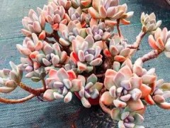 4種多肉植物好養活，不怕曬不怕熱，太陽越曬越好看