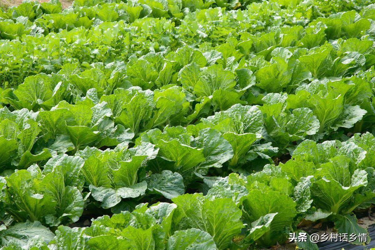 大白菜有農藥嗎_白菜農藥_大白菜農藥超標嗎