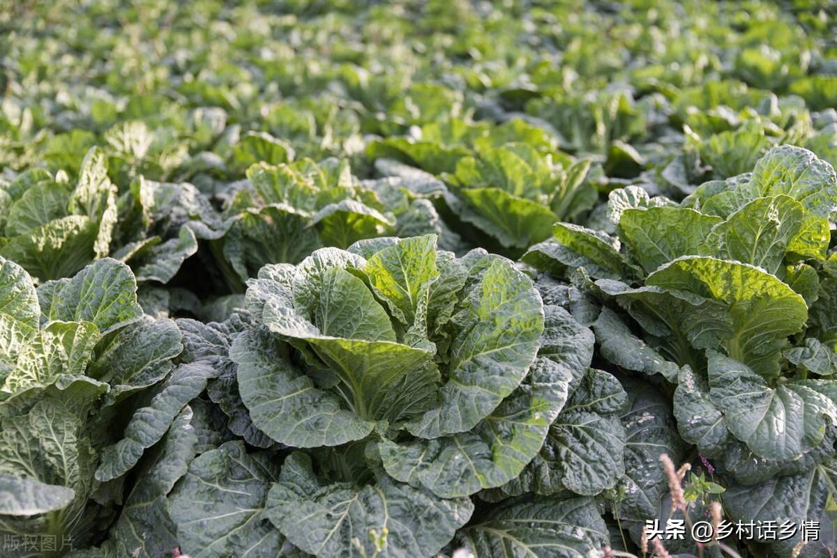 大白菜有農藥嗎_白菜農藥_大白菜農藥超標嗎