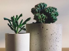 錢串子風(fēng)水?dāng)[放禁忌 放哪里招財(cái)