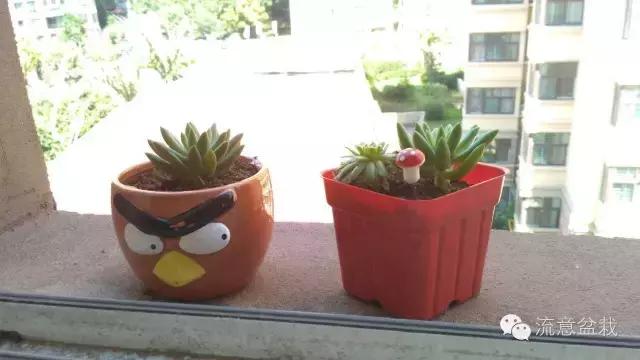 多肉京之華的寓意_多肉京之華和玉露的區(qū)別_京之華多肉